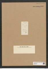 Diatomeae indet. Zeichnungen Sammlung Grunow Nr. 5949 (NHMW-BOT-W0374422)
